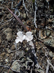 Calochortus umbellatus