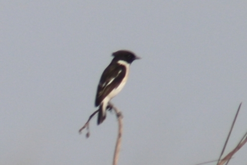 White-tailed Stonechat (Saxicola leucurus), photo 3