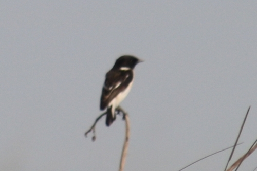 White-tailed Stonechat (Saxicola leucurus), photo 8