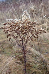 Solidago gigantea