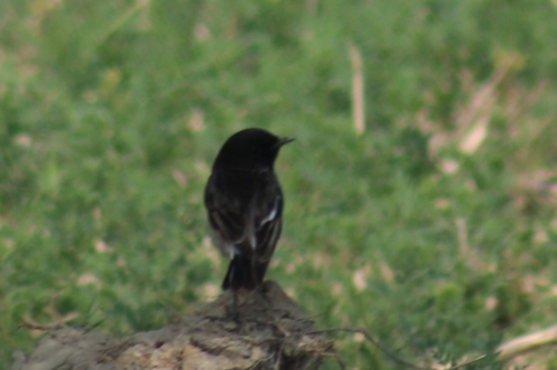 White-tailed Stonechat (Saxicola leucurus), photo 2