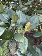 Magnolia