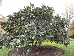 Magnolia