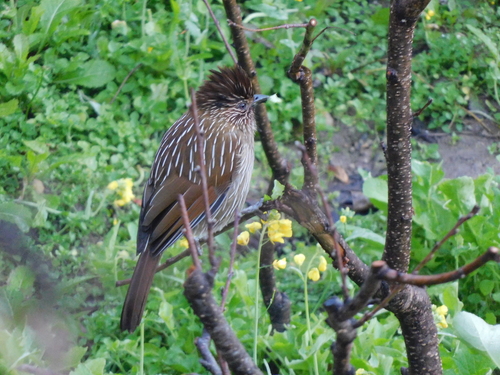Striated Laughingthrush (Grammatoptila striata), photo 8