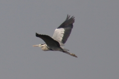 Ardea cinerea