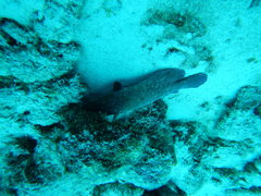 Rypticus saponaceus