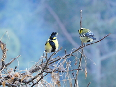 Machlolophus xanthogenys