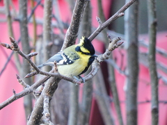 Machlolophus xanthogenys