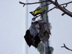 Machlolophus xanthogenys