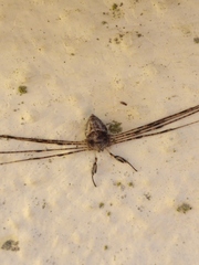 Dicranopalpus caudatus