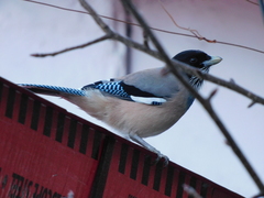 Garrulus lanceolatus