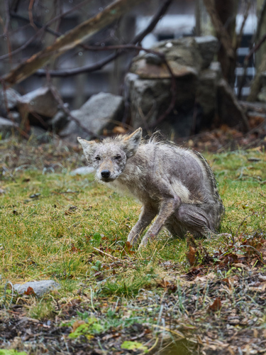 Coyote photographed in Massachusetts