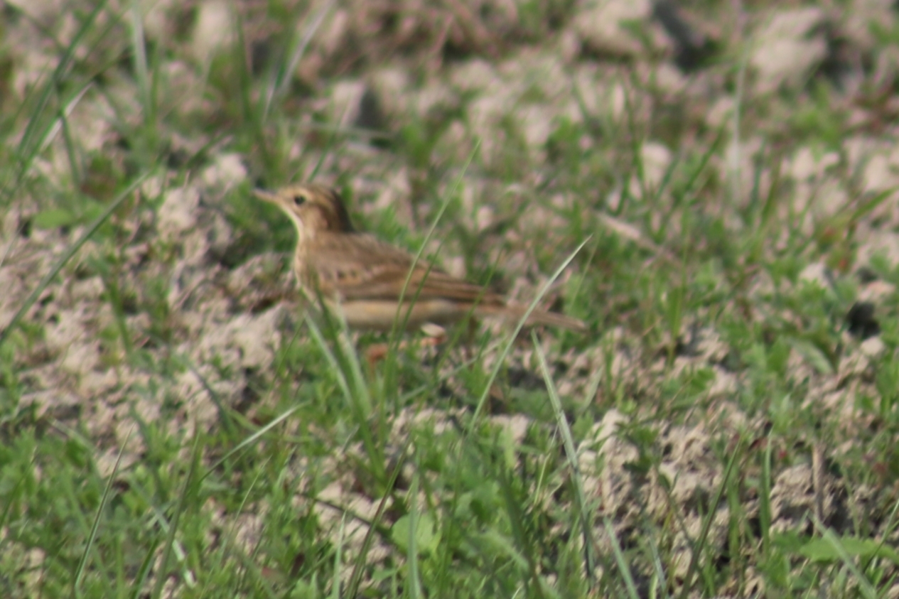Paddyfield Pipit
