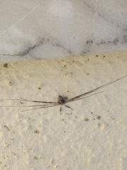 Dicranopalpus caudatus