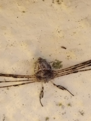 Dicranopalpus caudatus
