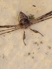 Dicranopalpus caudatus