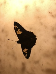 Nascus phocus
