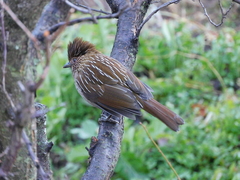 Grammatoptila striata