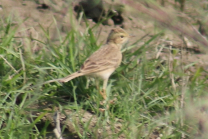 Paddyfield Pipit