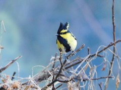 Machlolophus xanthogenys