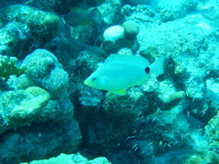 Hypoplectrus unicolor