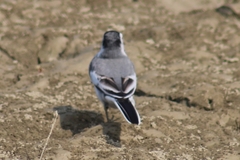 Motacilla alba