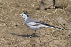 Motacilla alba