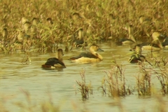 Dendrocygna javanica