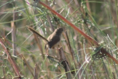 Prinia inornata