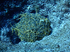 Astrophyton muricatum