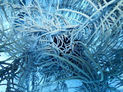 Astrophyton muricatum