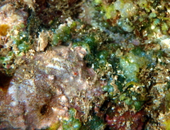 Dictyosphaeria cavernosa