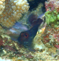 Cirripectes vanderbilti