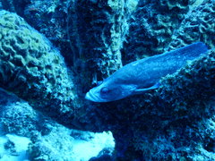 Rypticus saponaceus