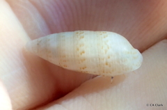 Cerithium nesioticum