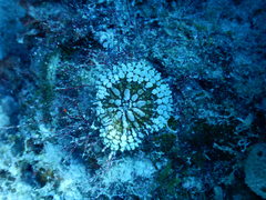 Mycetophyllia