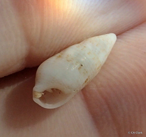 Cerithium nesioticum observed 2021-12-18