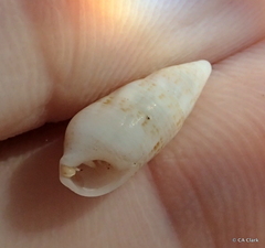 Cerithium nesioticum