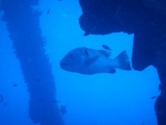 Lutjanus cyanopterus