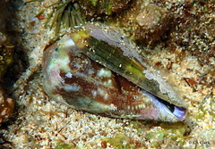 Conus rattus