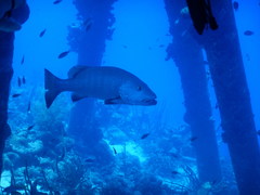 Lutjanus cyanopterus