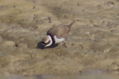 Charadrius dubius