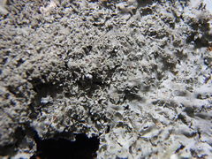 Heterodermia squamulosa