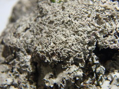 Heterodermia squamulosa