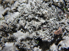 Heterodermia squamulosa