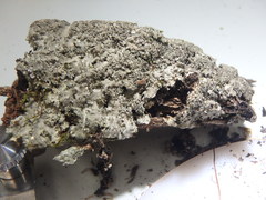 Heterodermia squamulosa