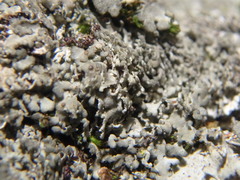 Heterodermia squamulosa