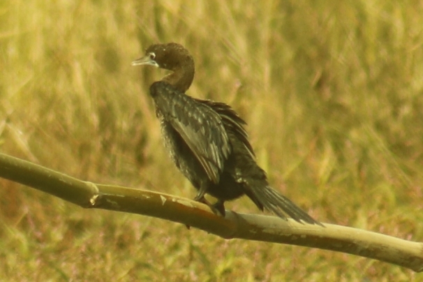 Little Cormorant