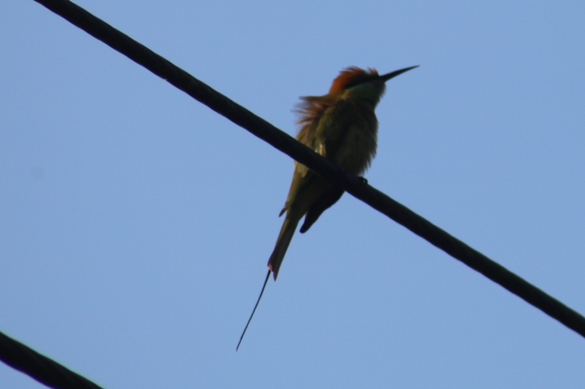 Asian Green Bee-eater