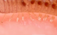 Cylindroiulus